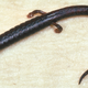 Thorius longicaudus, one of three newly described species.